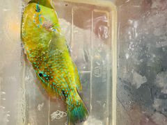 -利苑酒家(金宝店)