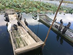 -大理洱源西湖景区