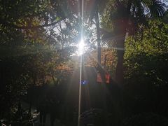-十八棵（老龙井）御茶园(老龙井店)