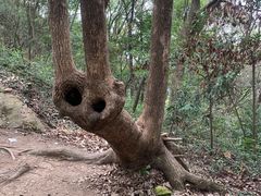 -上海佘山国家森林公园天马山园