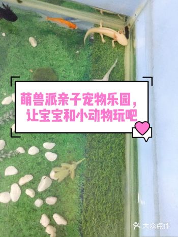 萌兽派亲子宠物乐园，让宝宝和小动物玩吧