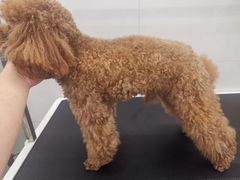 -comecome来吧宠物(奥克斯中心店)