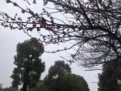 -金沙湖公园
