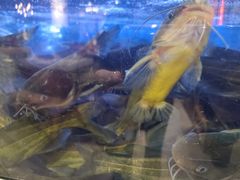 -蛙一刀·麻椒鱼火锅(金仙桥店)