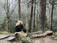 -中国大熊猫保护研究中心雅安碧峰峡基地