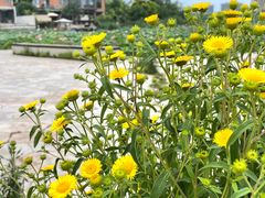 -天津东丽湖风景区