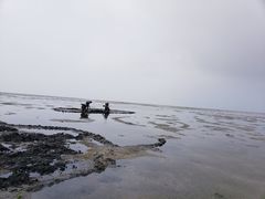 -红树林天天赶海