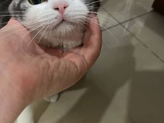 -猫大福·Fortune Cat猫舍(百子湾店)