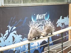 -清迈夜间动物园