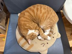 -滚猫咖啡·猫咖·猫友好撸猫(未来城店)