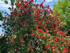 -桤木河湿地公园