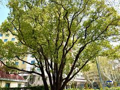 -徐家汇源景区-衡山公园