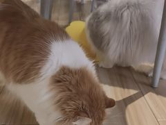 -听TA说宠咖·宠物生活馆(天韵水岸店)