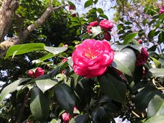 -金花茶公园