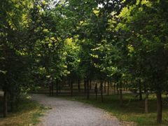 -西青郊野公园