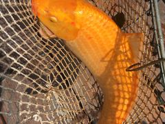 -同銮特种养殖场·龙虾垂钓