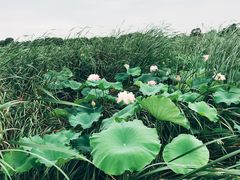 -大方圆酒楼(西门大街店)