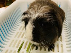 -藦茜花园宠物主题亲子互动体验馆(国顺东路店)