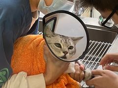 -瑞派紫金宠物医院24小时·骨科·中兽医·重症转诊中心(番禺大石院)