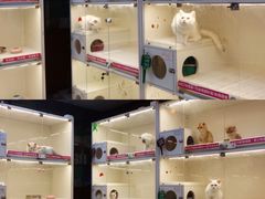 -lincat·猫舍(广州店)