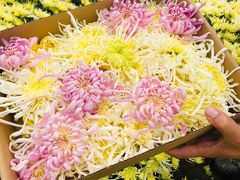 -华强阁菊花宴自助火锅店