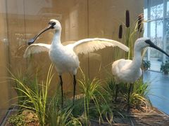 -漩门湾国家湿地公园