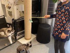 -琪喵猫屋·撸猫猫咖·猫舍