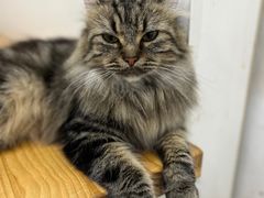 -李小姐の猫咖啡馆(五角场店)