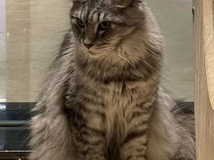-momokira米努特·德文卷毛猫·棉花面纱犬