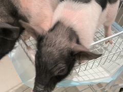 -怪兽屋·羊驼·猫咖·狗咖(俊华广场店)