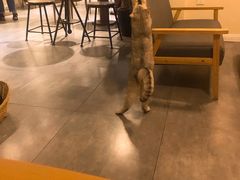 -猫友咖啡店(玉林西路店)