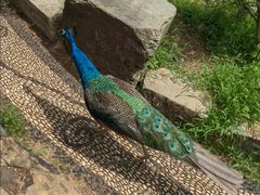 -华雅花园大酒店