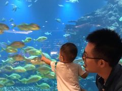 -海棠湾洲际-涛·海底餐厅·美人鱼·自助餐·海底隧道