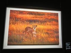 -罗红摄影艺术馆