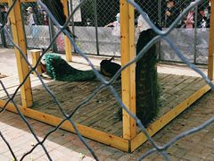 -长白岛森林公园