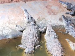 -海南热带野生动植物园