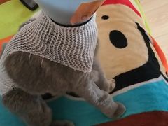 -瑞派福兴宠物医院犬猫全科·骨科·中西医结合(河东店)