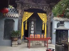 景点-大槐树寻根祭祖园