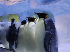 -海合安成都极地海洋公园