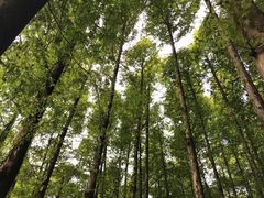 -山王坪喀斯特国家生态公园