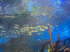 -太平洋海底世界