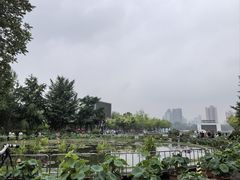 -莲花池公园