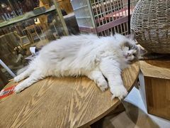 -藏猫猫咖啡主题馆(中央大道店)