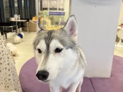 -怪兽屋·羊驼·猫咖·狗咖(俊华广场店)