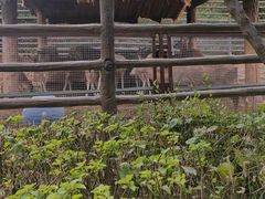 -青藏高原野生动物园