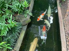 -Fern Forest Cafe