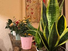 -绝城芋儿鸡(犀浦旗舰店)