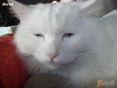 -Babycat私家御饼屋(龙头路一店)