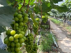 -马陆小张葡萄园农家乐