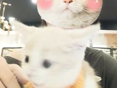 -袖虎·猫馆(体育西路店)